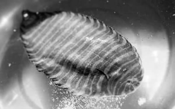 长春现“怪鱼”条鳎