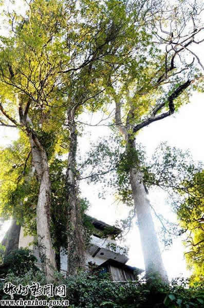 �������˷����ľ����Ⱥ