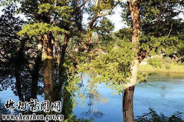 �������˷����ľ����Ⱥ