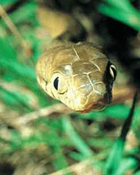 �������ùص������ͷʹ