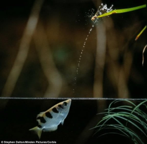 科学家最新研究显示,射水鱼懂得“高地射线长度不稳定”原理,喷射水柱最末端能以最快速度击中水面之上的昆虫