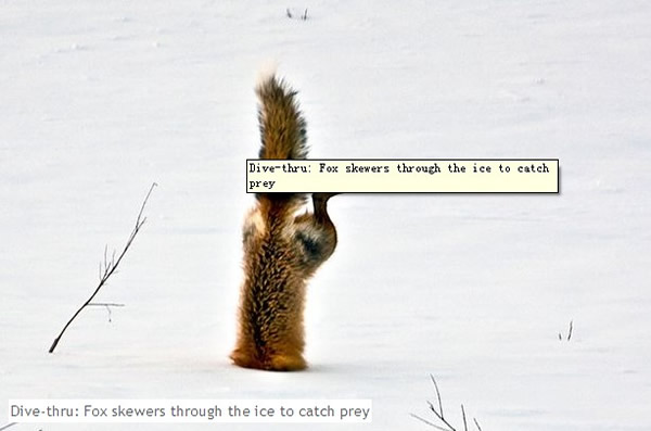 狐狸在冰天雪地中捕食的有趣场景