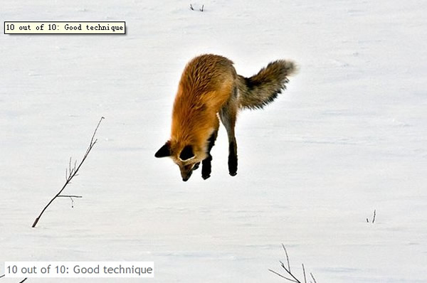 狐狸在冰天雪地中捕食的有趣场景