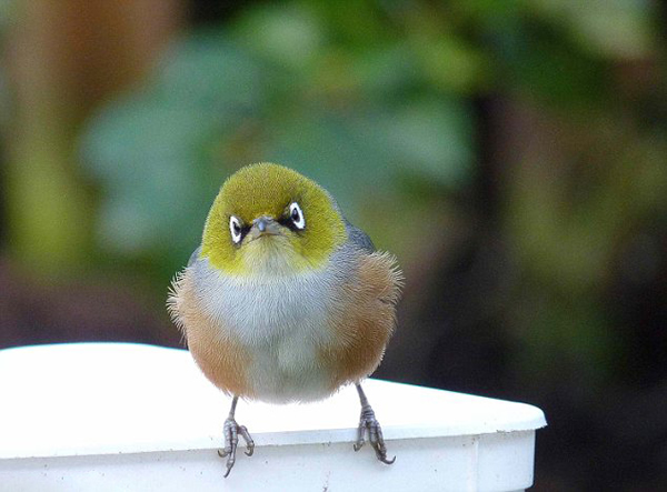 澳洲雀酷似“愤怒的小鸟”