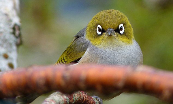 澳洲雀酷似“愤怒的小鸟”