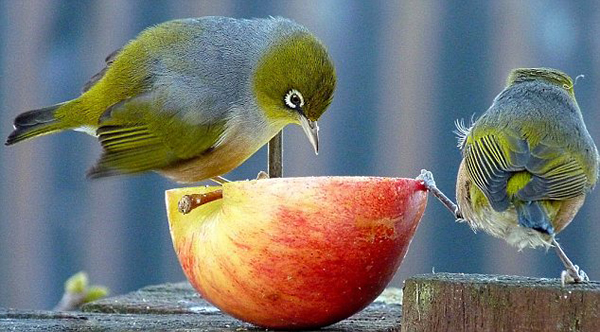 澳洲雀酷似“愤怒的小鸟”