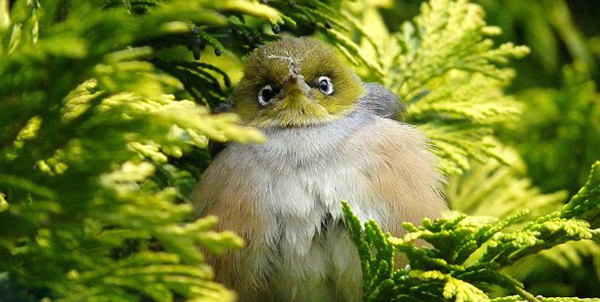 澳洲雀酷似“愤怒的小鸟”