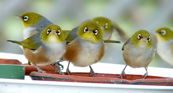 澳洲雀酷似“愤怒的小鸟”
