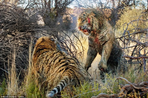 �Ϸ�Londolozi���ϻ�Ͽ������ֻ�ϻ�Ϊ������ش�����