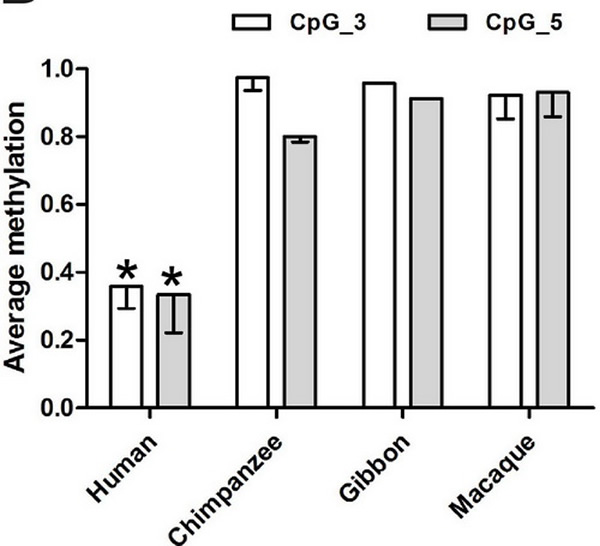 CENPJ�����5��UTR��������������г��������Եĵͼ׻���