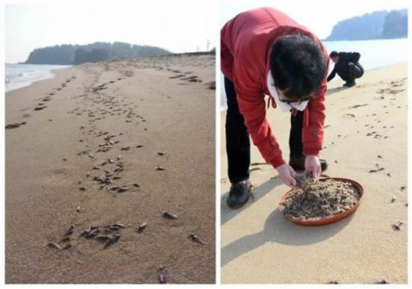 ��������ɳ̲�Ͼ��ֽ���ֻ�������̸�ǳ����