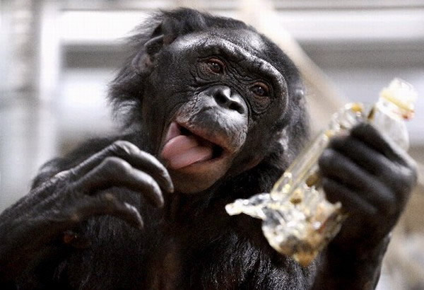 �ձ���ѧ�������������ɽ����о�̽�����౾��