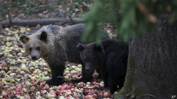 ����ͼ��Ұ���Ļ���