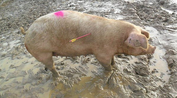 Ӣ������ĸ����͵�����ù�������