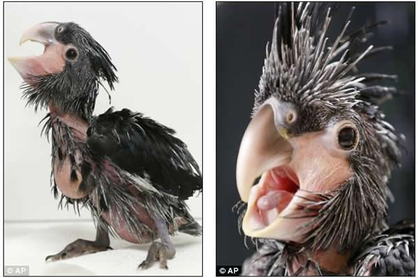 �ݿ˶���԰���������������