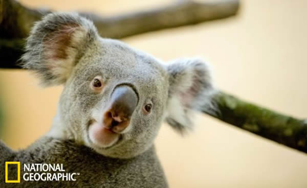 �ڵ¹�����˹���е�һ�Ҷ���԰�У�һͷ������������(Iraga)���������������������Լ����������ˣ����ͼƬ���������Sebastian Kahnert������20