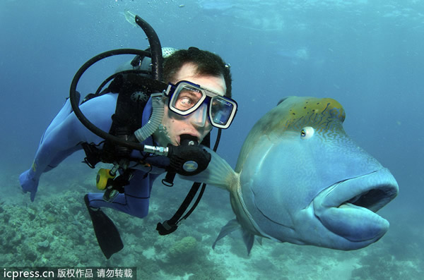 �Ĵ����Ǵ󱤽�Ŀ�ɿڴ�����