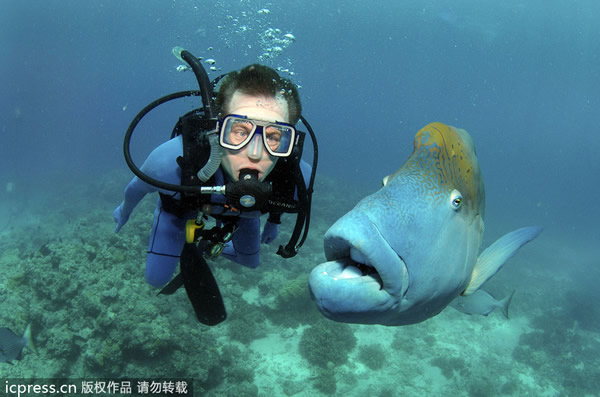 澳大利亚大堡礁目瞪口呆的鱼