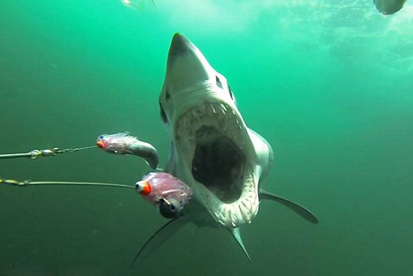 拍摄大西洋鲨鱼袭击和捕食的全过程