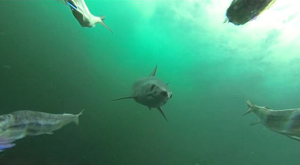 拍摄大西洋鲨鱼袭击和捕食的全过程