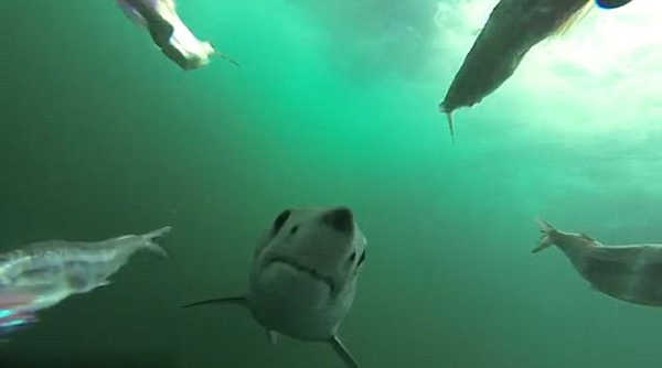 拍摄大西洋鲨鱼袭击和捕食的全过程