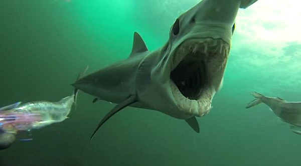 拍摄大西洋鲨鱼袭击和捕食的全过程