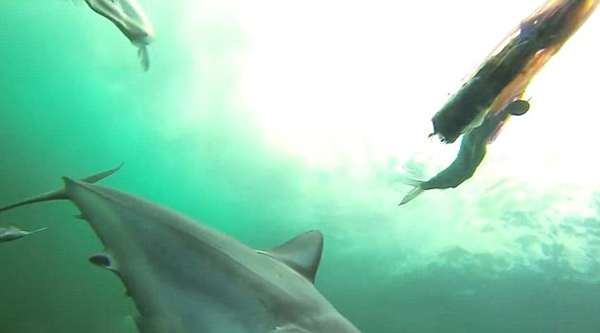 拍摄大西洋鲨鱼袭击和捕食的全过程
