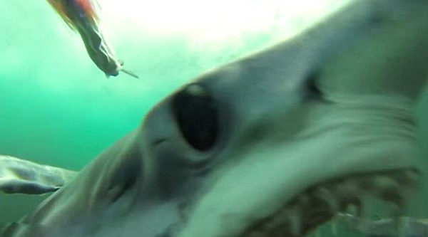 拍摄大西洋鲨鱼袭击和捕食的全过程