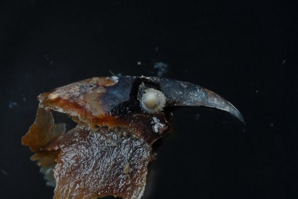 南极海域发现新物种：专吃死章鱼乌贼喙嘴的帽贝