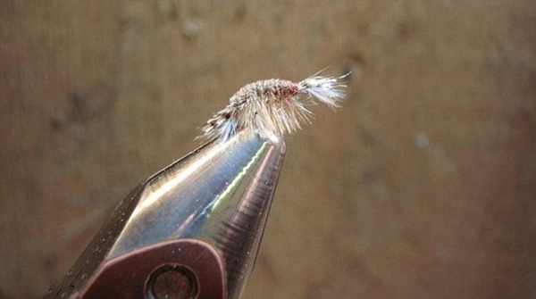 美国密苏里州的钓鱼爱好者捕获“巨无霸”虹鳟鱼