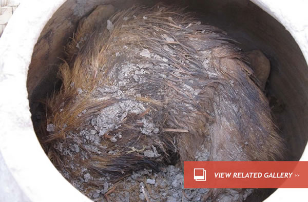 Ancient Dogs Found Buried in Pots in Egypt