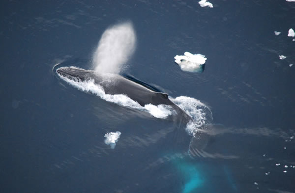A rare photo showing a humpback whale next to sea ice or part of an iceberg in t