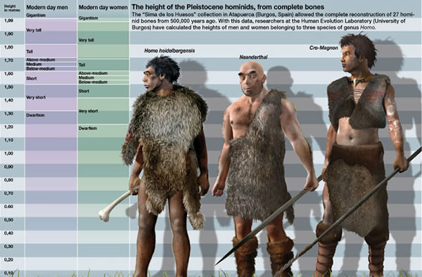 Homo heidelbergensis next to a Neanderthal and Cro-Magnon Human.