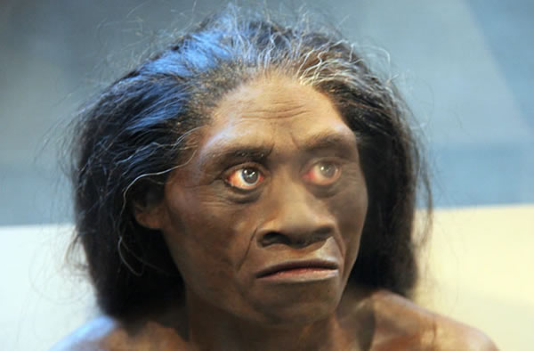 A model of Homo floresiensis, also known as the