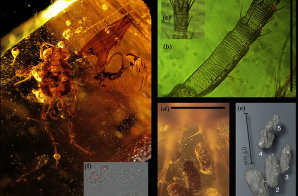 A preserved cockroach that died in the act of pooping. The fossilized excrement