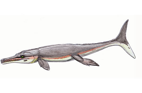 Torvoneustes coryphaeus