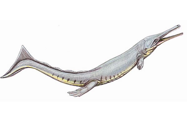 Cricosaurus suevicus