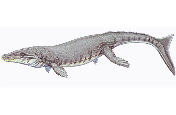 Dakosaurus maximus
