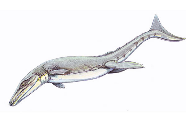 Geosaurus giganteus