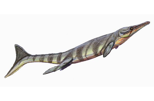 Metriorhynchus brachyrhynchus