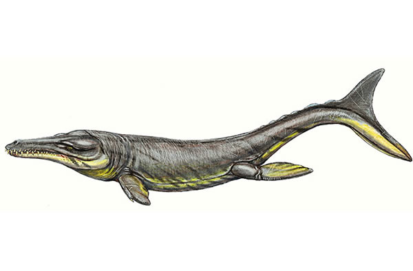 Plesiosuchus manselii