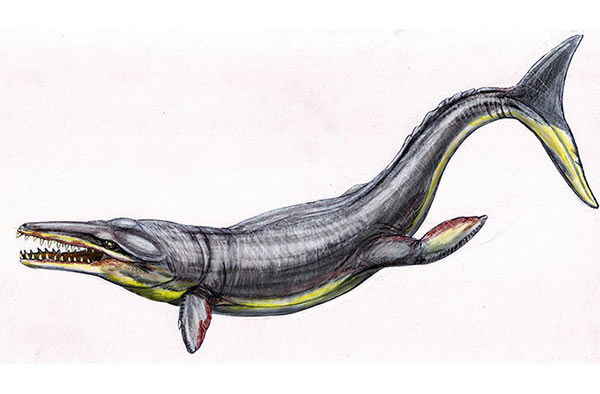 Torvoneustes carpenteri