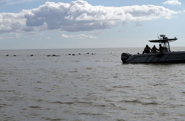 Boats herding stranded pilot whales back to open ocean off the Florida Everglade