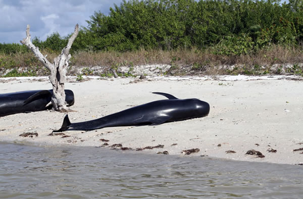 Pilot whales that beached and died at the Florida Everglades.