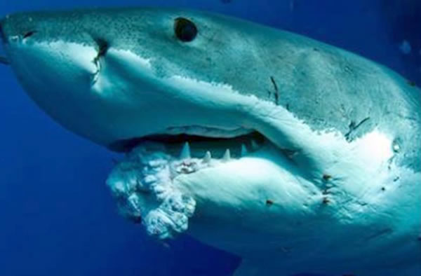 A tumor appears on the lower jaw of a great white shark, near the Neptune Island
