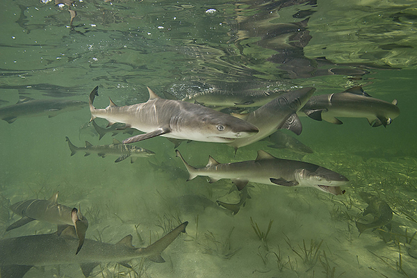 Mother Sharks Return Home to Give Birth