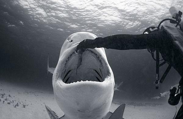 �͹���ǱˮԱͽ��ιʳ����