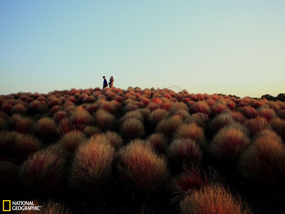 �ձ�������԰ɽ���ϳ����ط���ֲ��