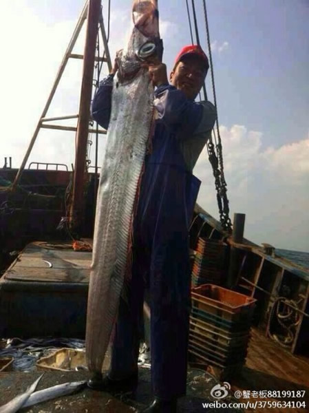 东海海域捕获一条长234厘米超大带鱼