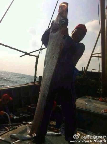 东海海域捕获一条长234厘米超大带鱼